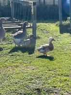 2 kuif eenden, Dieren en Toebehoren, Pluimvee, Mannelijk, Eend