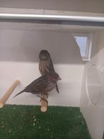 KANARIE ZWART ROOD MOZAIEK, Dieren en Toebehoren