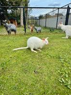 Albino wallaby man, Dieren en Toebehoren, Mannelijk