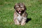 Havanezer pups te koop, 15 weken tot 1 jaar, Overige rassen, Buitenland, CDV (hondenziekte)