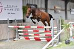 Spring paard, Dieren en Toebehoren, Paarden, Springpaard, Gechipt, Ruin, Zadelmak