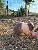 Konijn, Dieren en Toebehoren, Konijnen