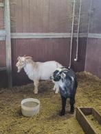 Chèvres naines, Mâle, Chèvre, 0 à 2 ans