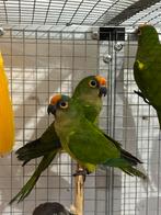 Pyrrhura aurea conure, Animaux & Accessoires, Mâle, Perroquet