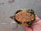 2 vrouwelijke Muskus schildpadden, Schildpad, 3 tot 6 jaar