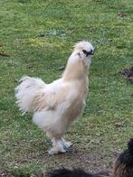 Zijdehoender USA hanen, Mannelijk, Kip