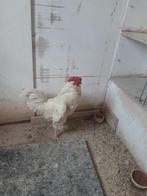 Te koop zing haan, Dieren en Toebehoren