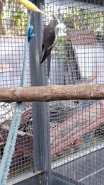 Valkparkiet, Dieren en Toebehoren, Geslacht onbekend, Parkiet
