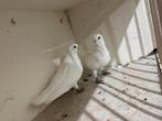 Witte duiven, Dieren en Toebehoren, Vogels | Duiven
