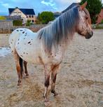Leuke nieuwsgierige 3 jarige b-pony ruin, Dieren en Toebehoren, Pony's, Ruin, B, Ontwormd