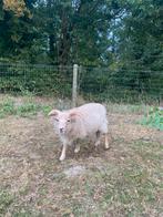 Quessant Ram 2025, Dieren en Toebehoren, Overige Dieren, Februari, Mannelijk