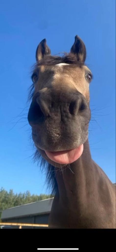 Halve/volle stal gezocht, Dieren en Toebehoren, Paarden, Meerdere dieren, Zadelmak, 165 tot 170 cm, 7 tot 10 jaar, Recreatiepaard