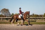 Nesquik – 7-jarige talentvolle KWPN ruin, Gechipt, Ruin, M, Dressuurpaard