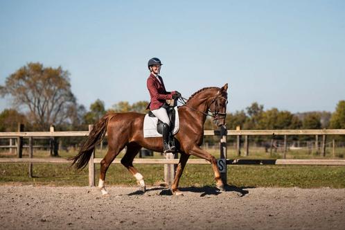 Nesquik – 7-jarige talentvolle KWPN ruin, Dieren en Toebehoren, Paarden, Ruin, M, 165 tot 170 cm, 7 tot 10 jaar, Dressuurpaard