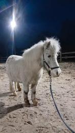 Superlieve shetlander te koop!, Animaux & Accessoires, Poneys
