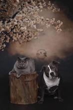 Fotoachtergrond, Ophalen of Verzenden, Zo goed als nieuw