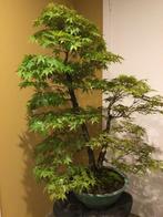 Bonsai Arakawa Acer, Tuin en Terras, Planten | Bomen, Ophalen