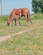 Drachtige merrie uit bewezen moederlijn zoekt nieuwe thuis, Dieren en Toebehoren, Paarden, Merrie, Springpaard, Gechipt, Zadelmak