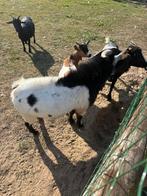 Geitenbokje, Dieren en Toebehoren, Schapen, Geiten en Varkens