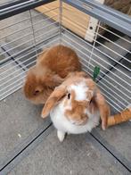 2 hangoor konijnen Weg wegens verhuis