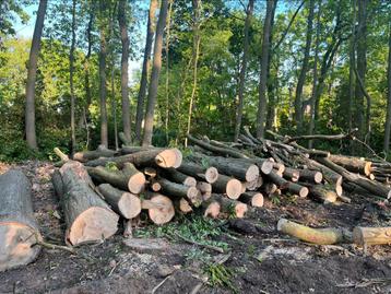 Amerikaanse Eik, lengtes 4 - 5m, processor brandhout ideaal, 6 m³ ou plus, Enlèvement, Chêne, Troncs d'arbres