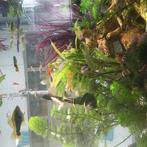 " Mini Guppy-gelukjes!  Volwassenen & baby's te koop ", Dieren en Toebehoren