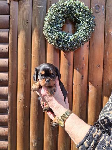 Cavalier King Charles pups, Parvovirose, Plusieurs, Belgique, Plusieurs animaux