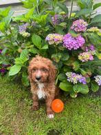 Cockapoo pups, Dieren en Toebehoren, 15 weken tot 1 jaar, Buitenland, CDV (hondenziekte), Meerdere