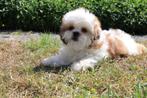 Shih Tzu tricolor puppy, reu, eigen kweek, België, CDV (hondenziekte), 8 tot 15 weken, Eén hond