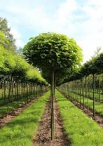 Boulaire CATALPA (Catalpa Bign. 'NANA'), Haute tige = 40€/pc, Jardin & Terrasse, Plantes | Arbres, Enlèvement, Été, Arbre à bulbes