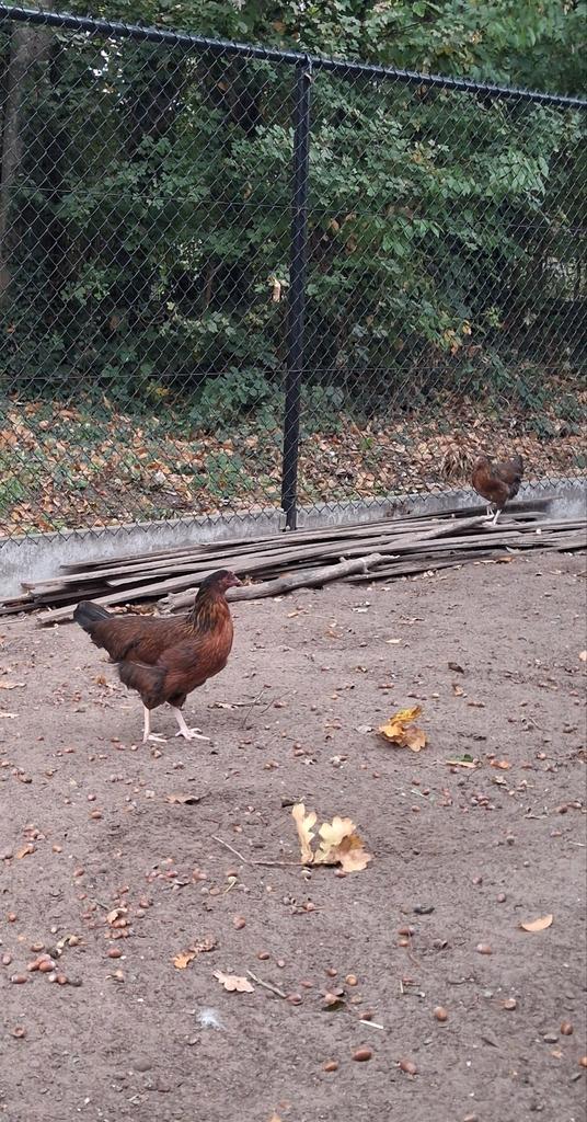 2 bruine hennen van groot legras, Dieren en Toebehoren, Pluimvee