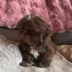 Shihtzu pups, Dieren en Toebehoren, Honden | Chihuahua's en Gezelschapshonden, België, Fokker | Hobbymatig, Overige rassen, CDV (hondenziekte)