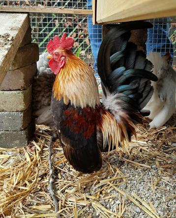 Serama haan, Dieren en Toebehoren, Pluimvee, Mannelijk, Kip