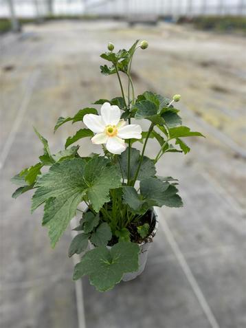 Anemone honorine jobert potmaat 17cm beschikbaar voor biedingen