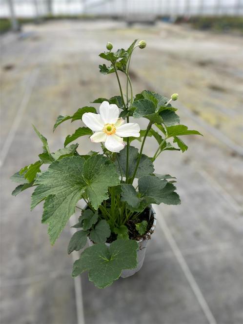 Anemone honorine jobert potmaat 17cm, Tuin en Terras, Planten | Tuinplanten, Vaste plant, Halfschaduw, Herfst, Ophalen