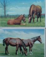 Quatre cartes postales avec des chevaux, 1960, Collections, Enlèvement ou Envoi