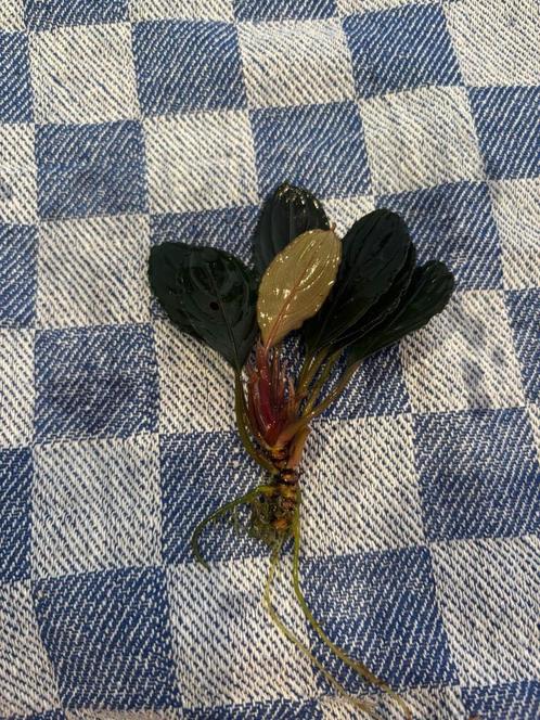 Bucephalandra 'Skeleton King Mini', Dieren en Toebehoren, Vissen | Aquaria en Toebehoren, Nieuw, Plant(en), Steen of Hout, Ophalen of Verzenden
