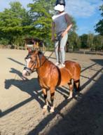 Merrie, Dieren en Toebehoren, Gechipt