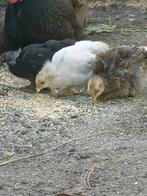 Cochin kriel kuikens  beschikbaar, Dieren en Toebehoren