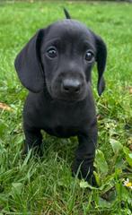 teckel pups,teefje,dwerg,zeldzame kleur,zwart, Dieren en Toebehoren, België, 8 tot 15 weken, Korthaar, Dwerg