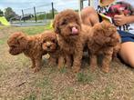Toypoedelpups, Dieren en Toebehoren, Poedel, België, Particulier, CDV (hondenziekte)