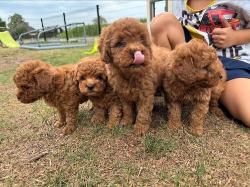 Toypoedelpups, Dieren en Toebehoren, Honden | Chihuahua's en Gezelschapshonden, Meerdere dieren, Poedel, Particulier, Meerdere