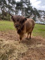 Schotse hooglanders te koop, Dieren en Toebehoren, Meerdere dieren