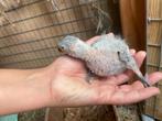 Lori Van de Blauwe Bergen handopfok, Dieren en Toebehoren, Vogels | Parkieten en Papegaaien, Geslacht onbekend, Papegaai, Tam