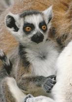 RINGSTAARTMAKI, Verzamelen, Postkaarten | Dieren, Verzenden, Ongelopen, Wild dier