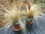 2 terracotta potten met siergras, Tuin en Terras, Ophalen, Terracotta