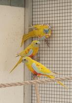 3 turquoisine parkiet mannen 2025, Dieren en Toebehoren, Mannelijk, Parkiet, Geringd