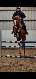 5 jarige merrie vd henst Emerald vh ruytershof, Animaux & Accessoires, Avec pedigree, M, Cheval de saut, 170 à 175 cm