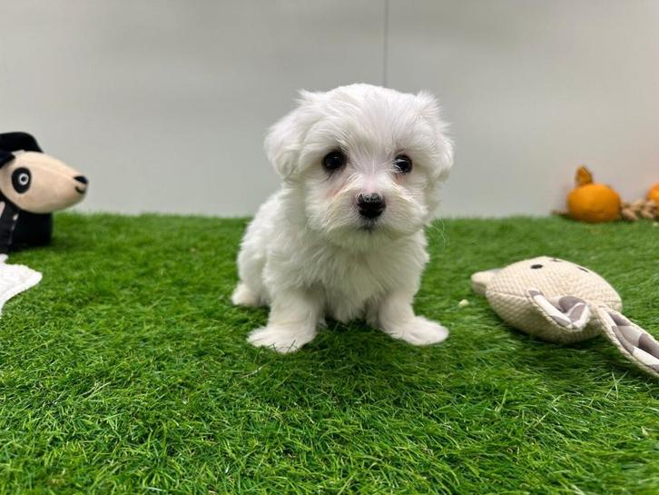 Nestjes Maltezer pups - kleine taille, Dieren en Toebehoren, Honden | Chihuahua's en Gezelschapshonden, Reu, Maltezer, Fokker | Professioneel