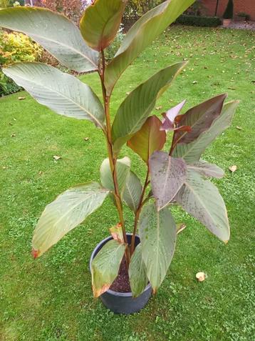 Canna soorten beschikbaar voor biedingen